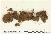 藏品(金髮苔科)的圖片